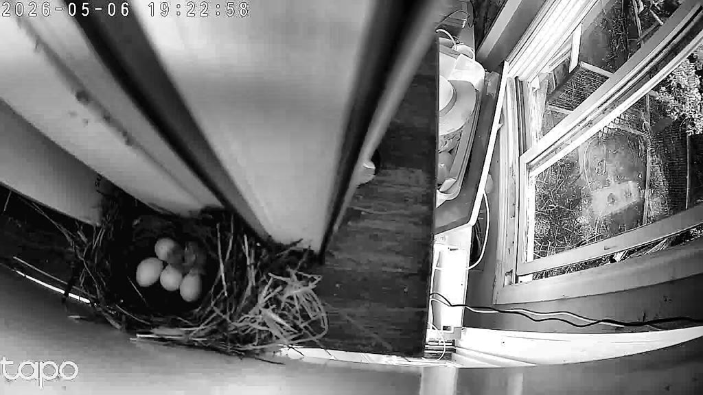 Five intact eggs at 19:22 PT on May 6, the night before hatch