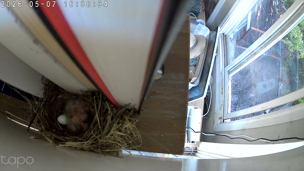 Three chicks piled with one remaining egg, 16:58 PT