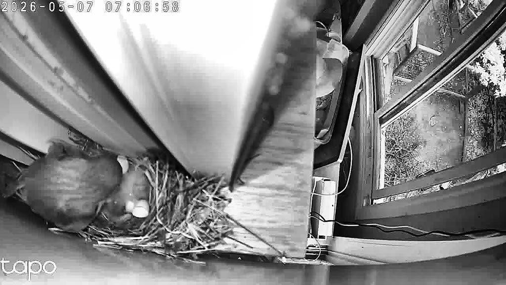 Enhanced IR — 07:06:39 PT, two eggs and two chicks visible for the first time
