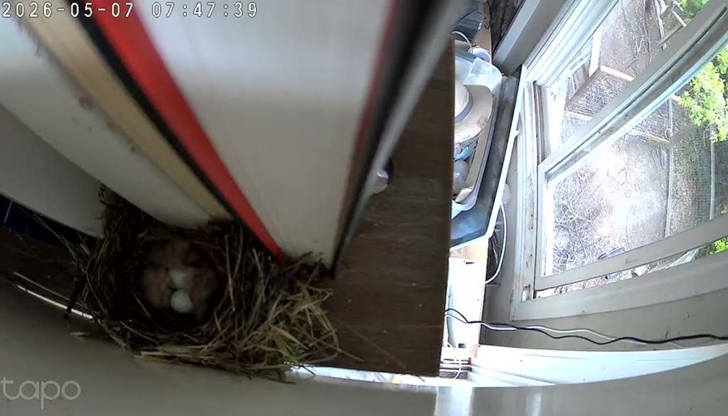 Two eggs and one chick at the 07:47 PT female break