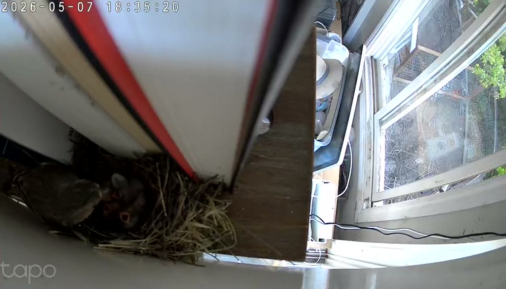 Chick gapes in the late afternoon