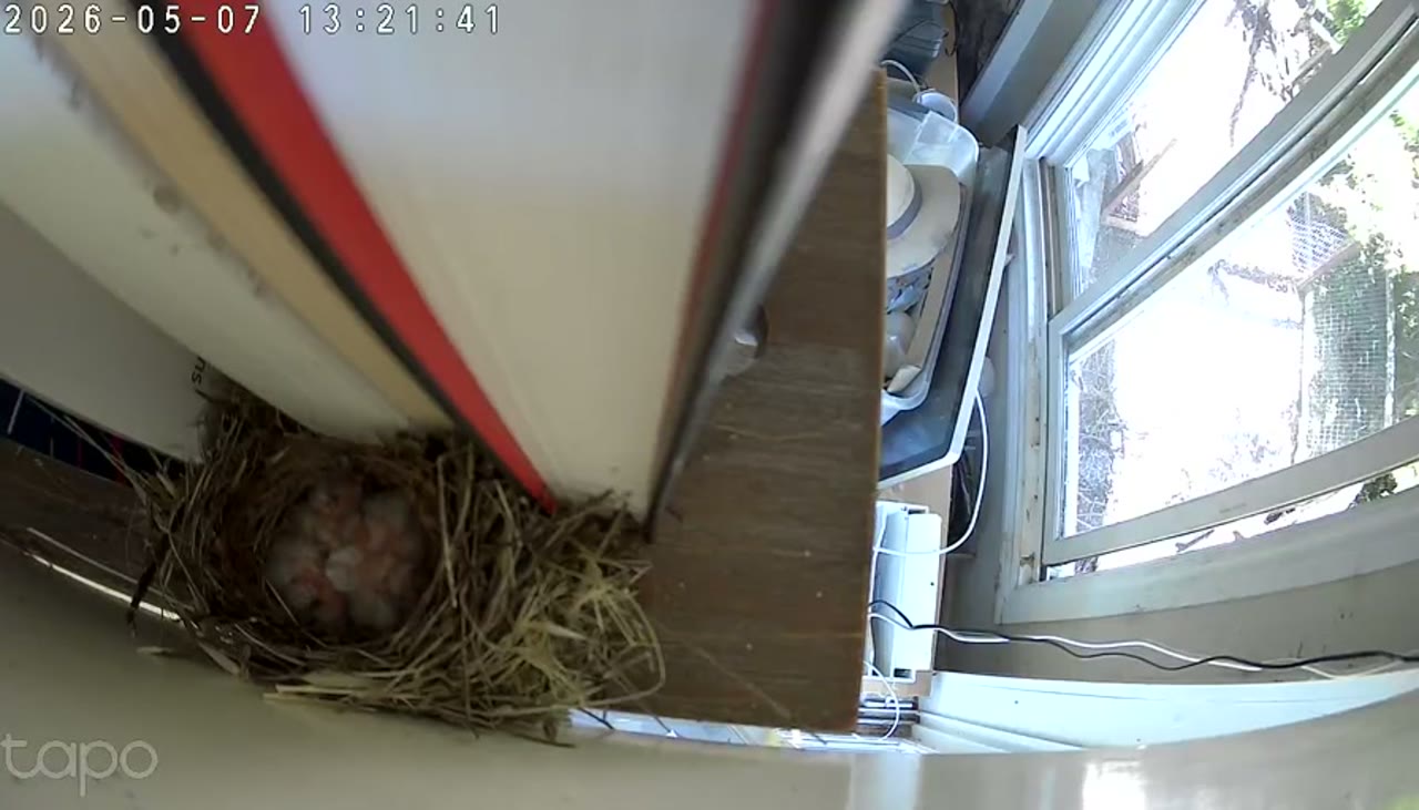 Hatch Day, Days Early