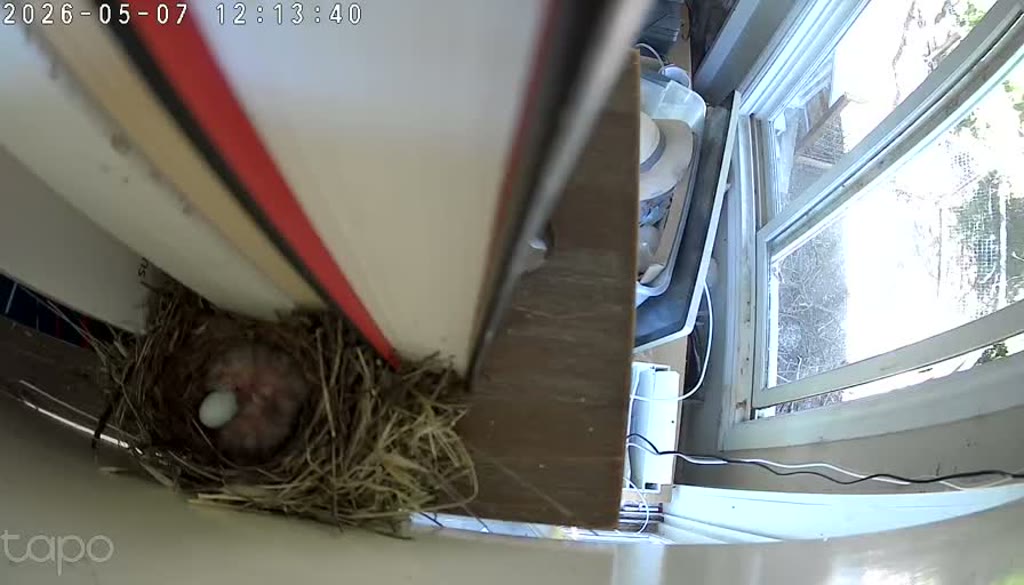 One chick, one egg, no adult — 12:13 PT