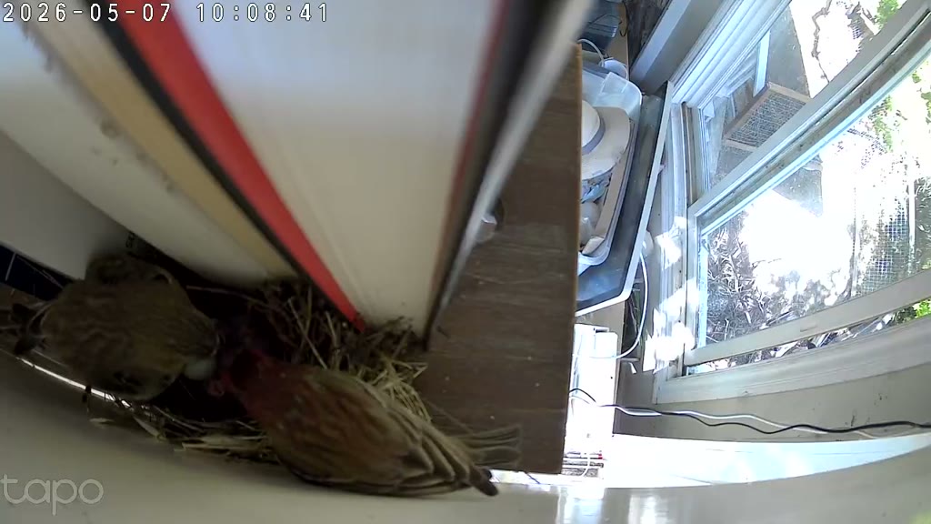 Mum and dad at the cup together, chicks between them — 10:08 PT