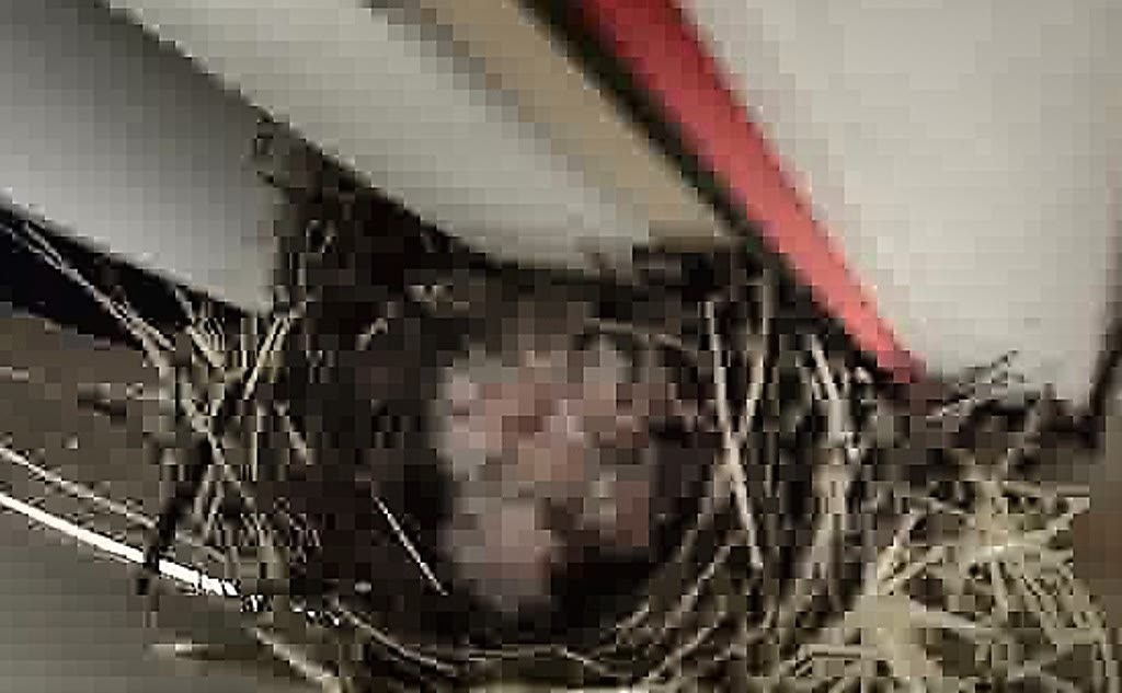 Cropped zoom of the 16:51 cup view — at least four chicks visible, possibly five