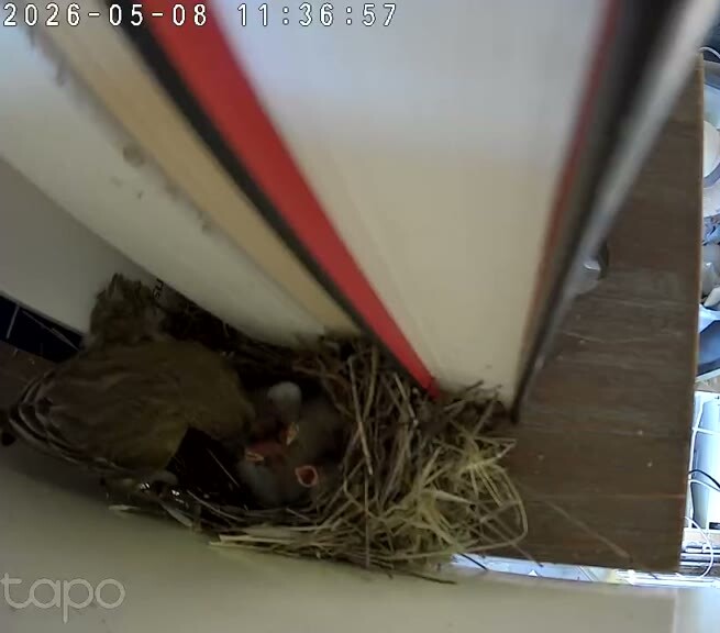 Two chicks gaping for food, 11:36 PT, with both adults at the cup