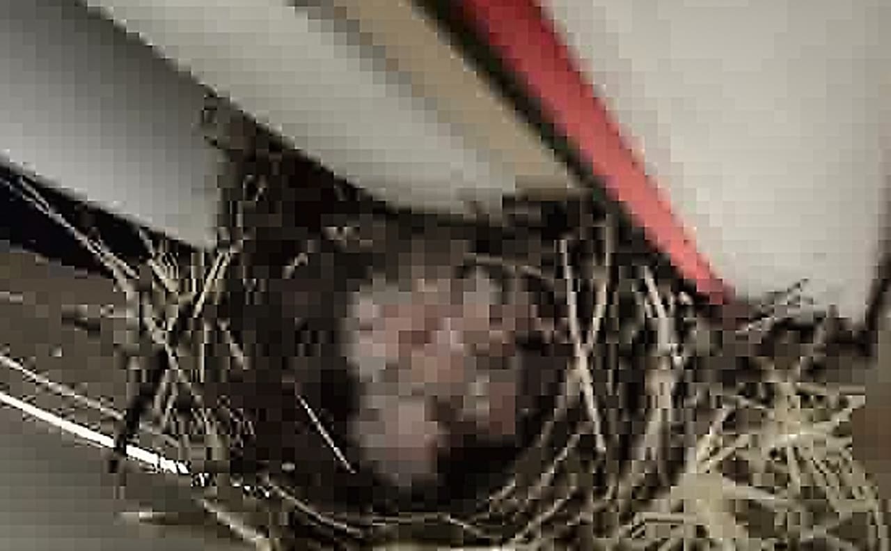 Day 14 — Four chicks confirmed, possibly five