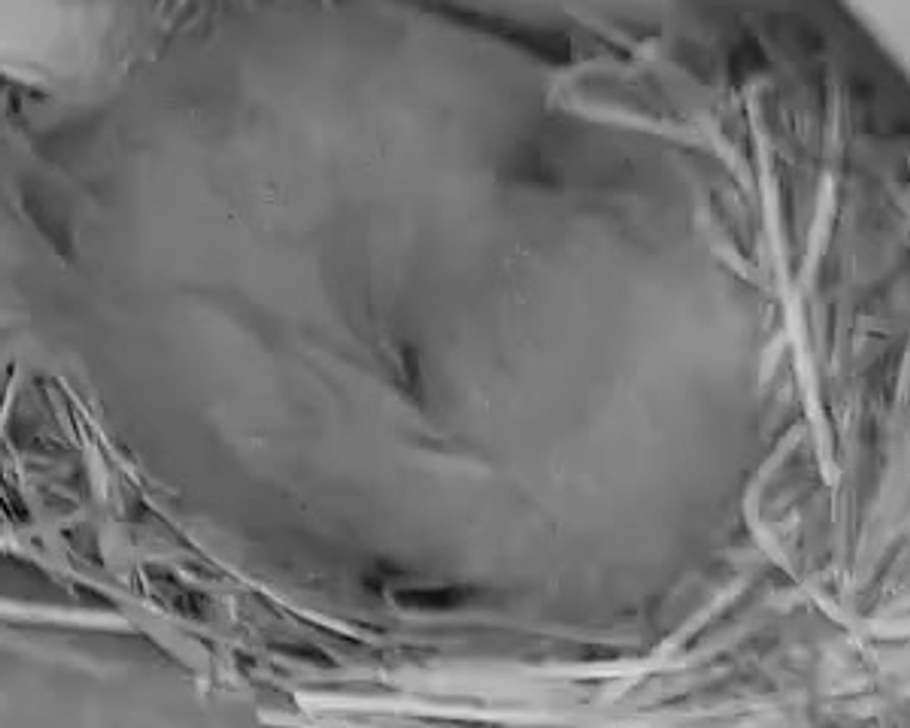 Threshold Days: House Finch Nest Shifts From Eggs to Chicks