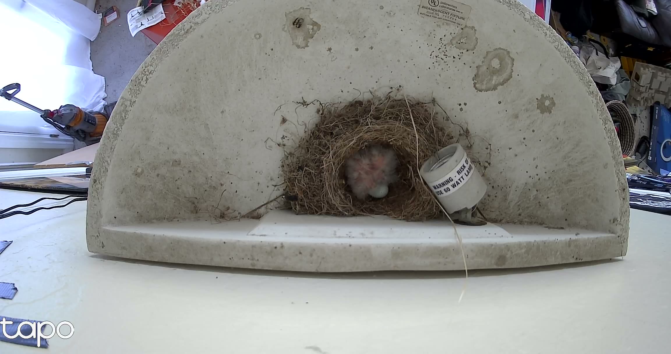 Early afternoon — mostly chicks now