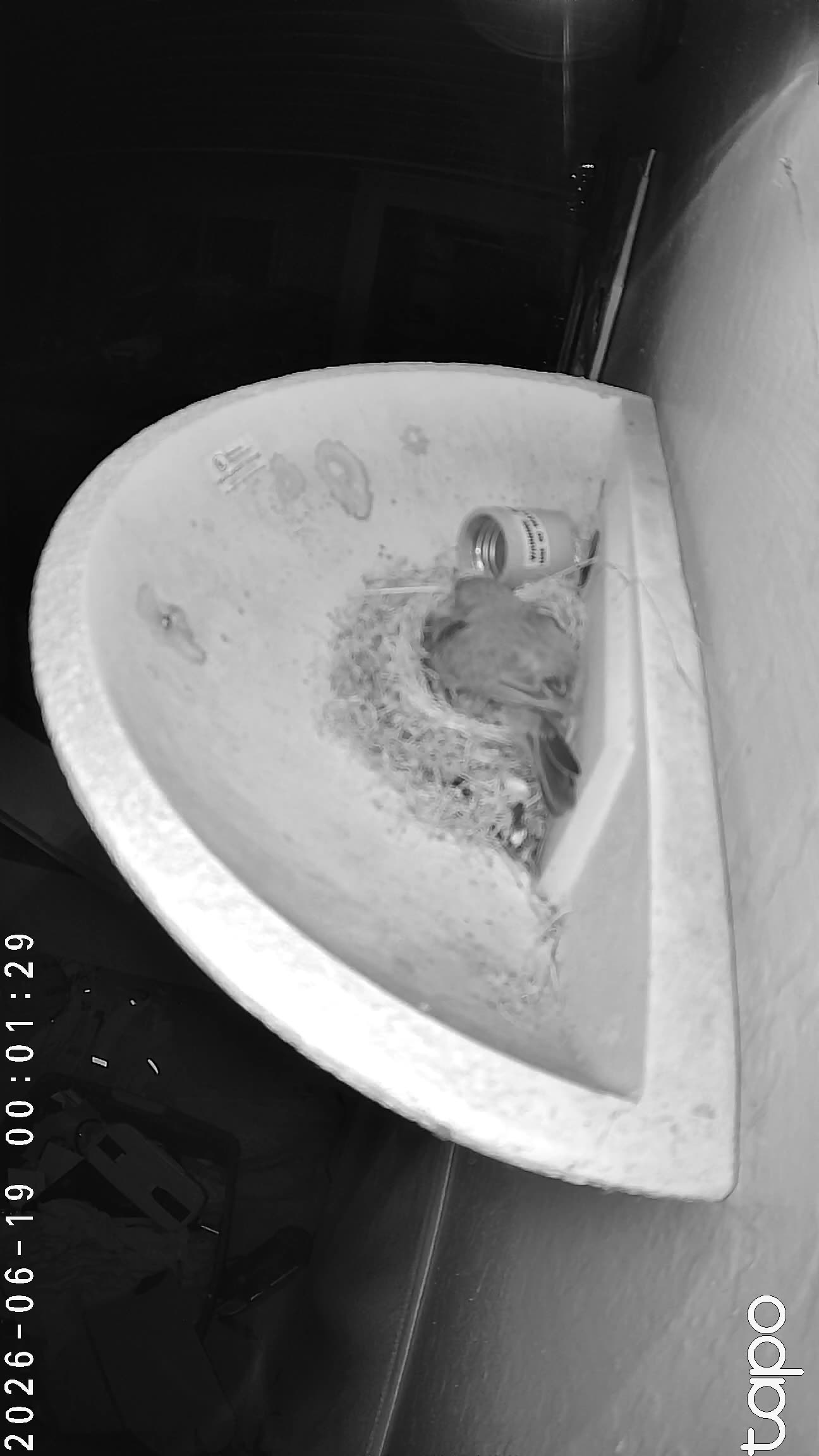 00:01 PT — chick visible