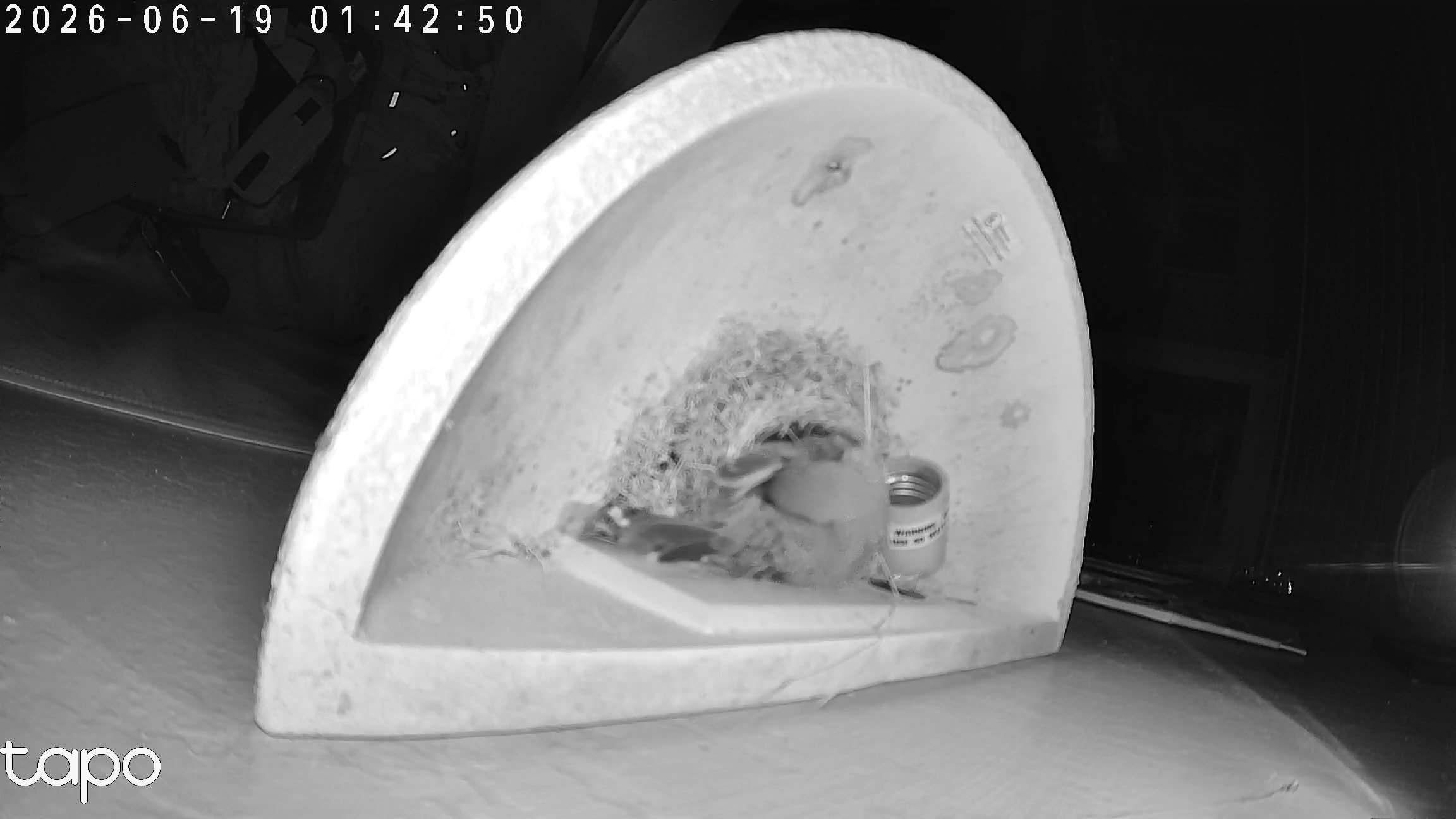 01:42 PT — overhead: chicks in the cup