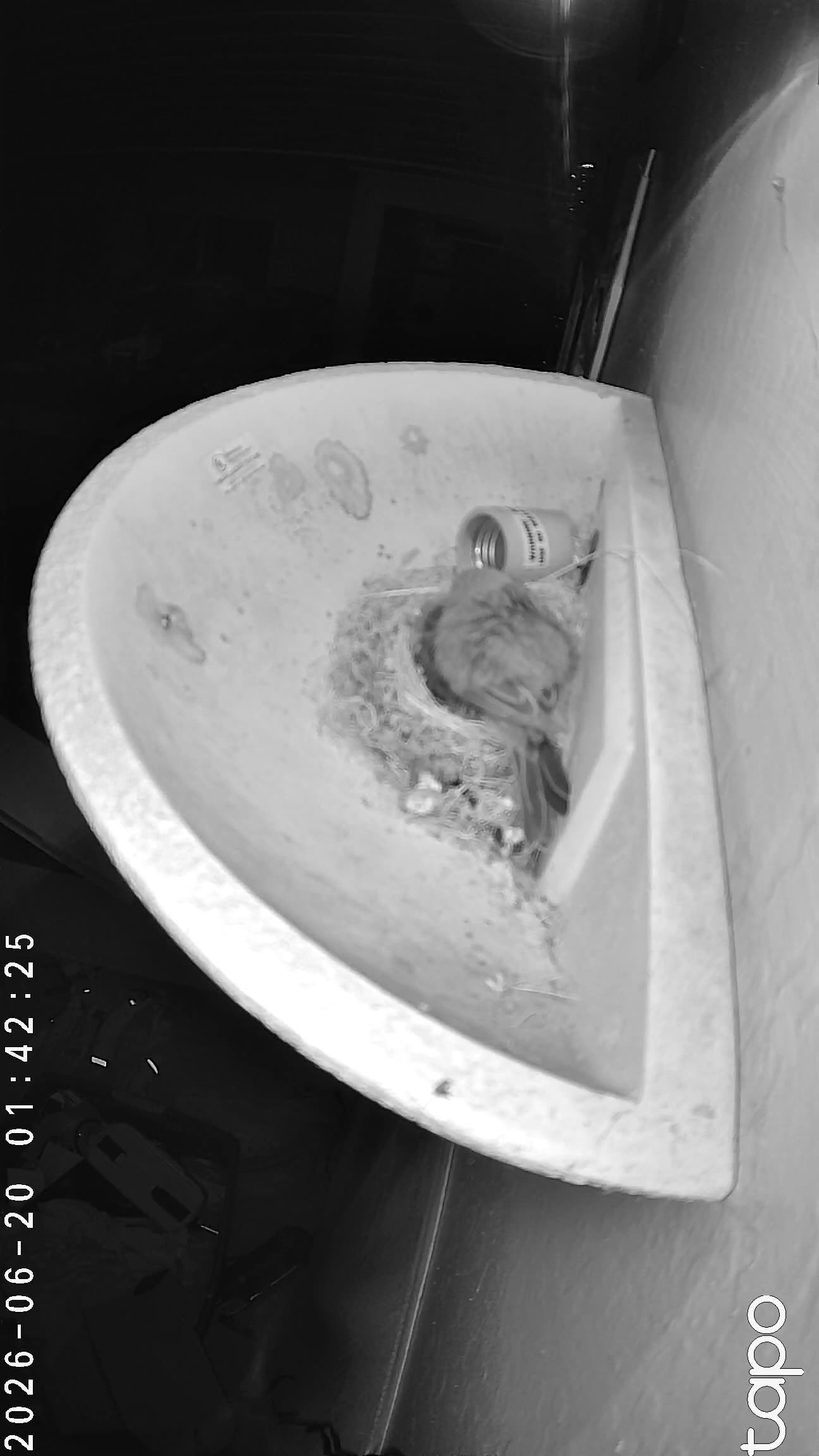 01:42 PT — chick visible