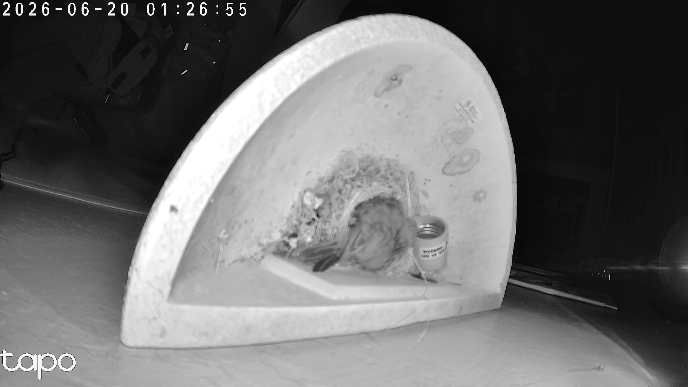 01:26 PT — overhead: chicks in the cup