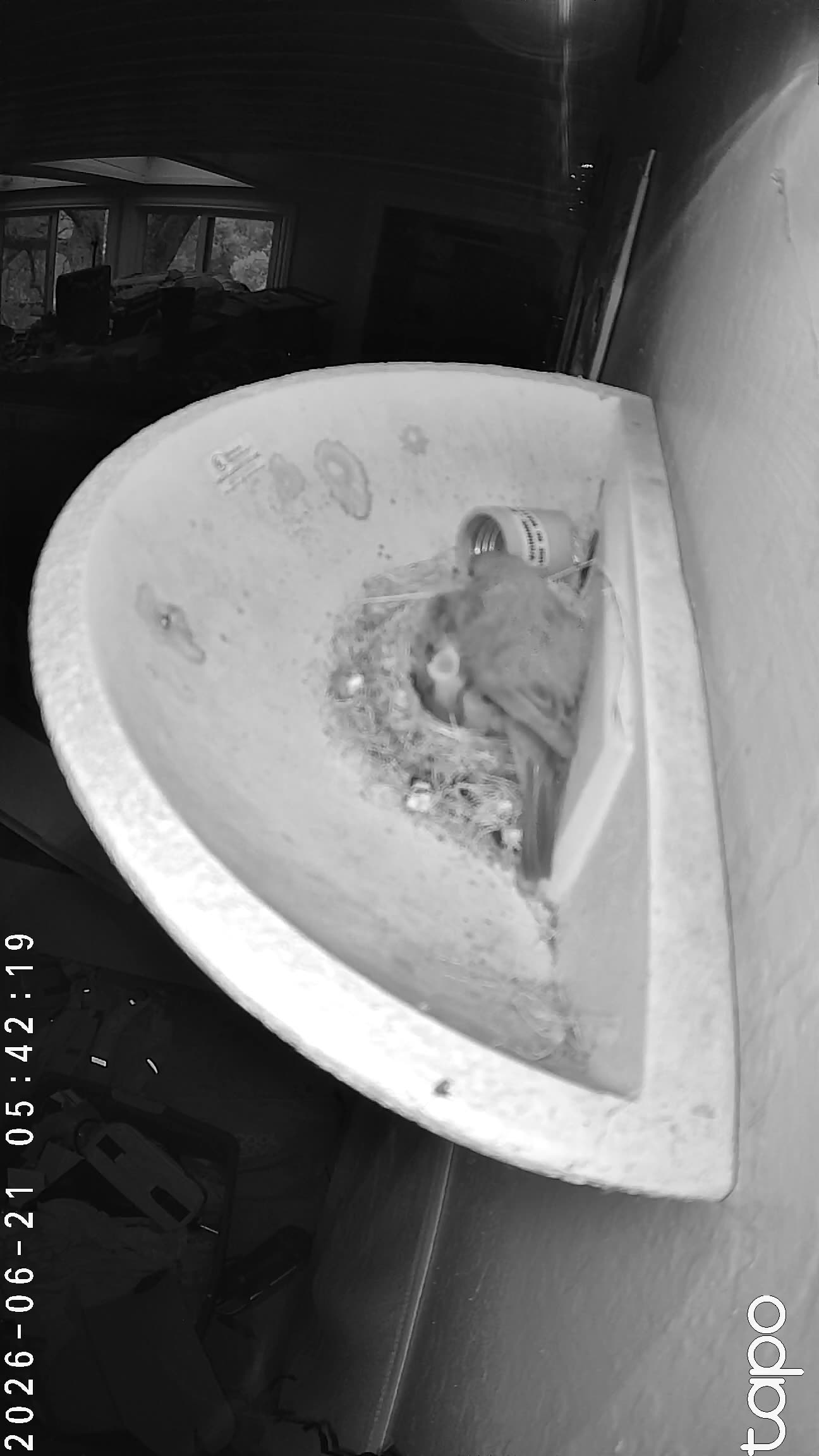05:42 PT — chick visible