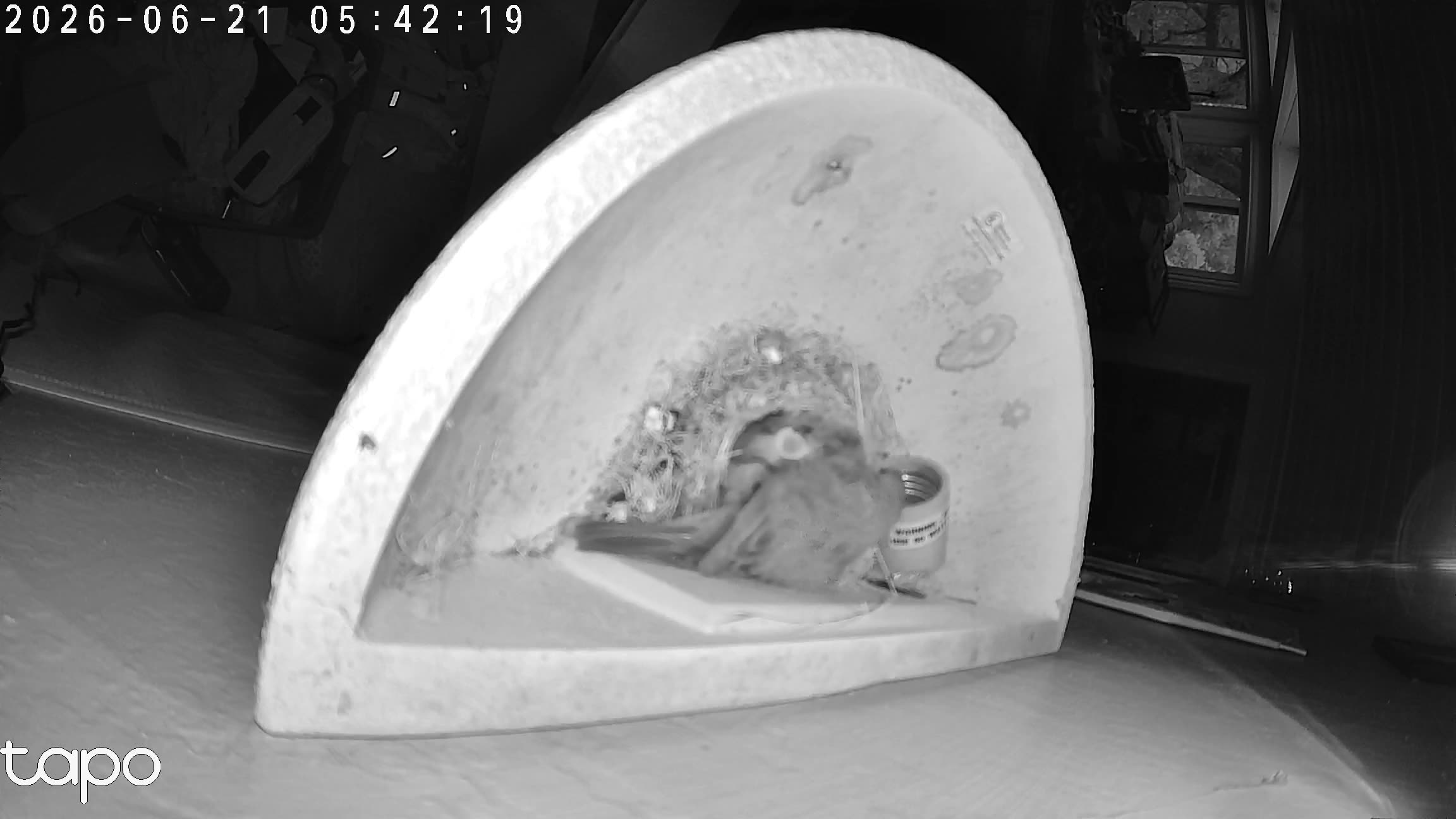 05:42 PT — overhead: chicks in the cup