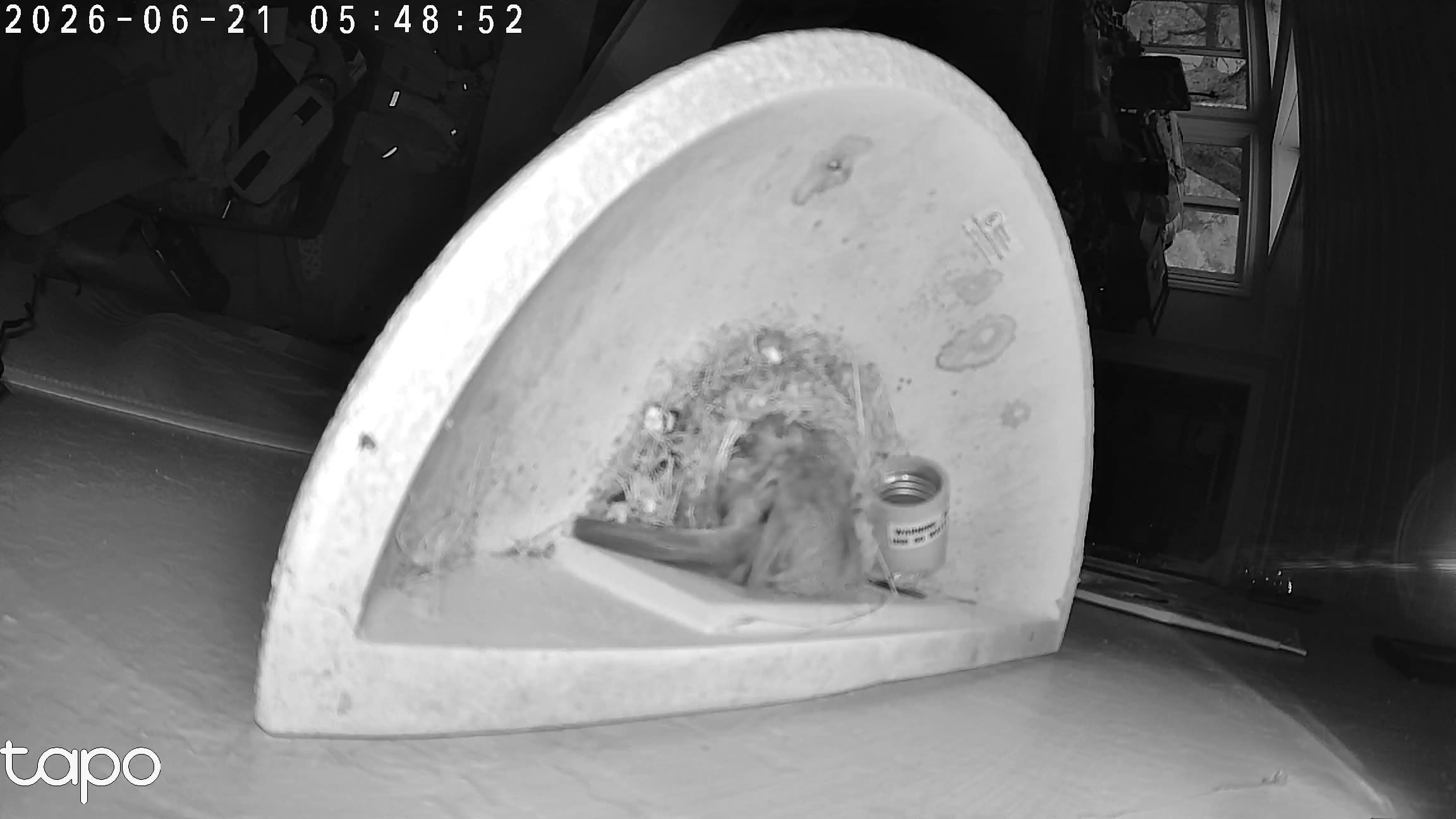 05:48 PT — overhead: chicks in the cup