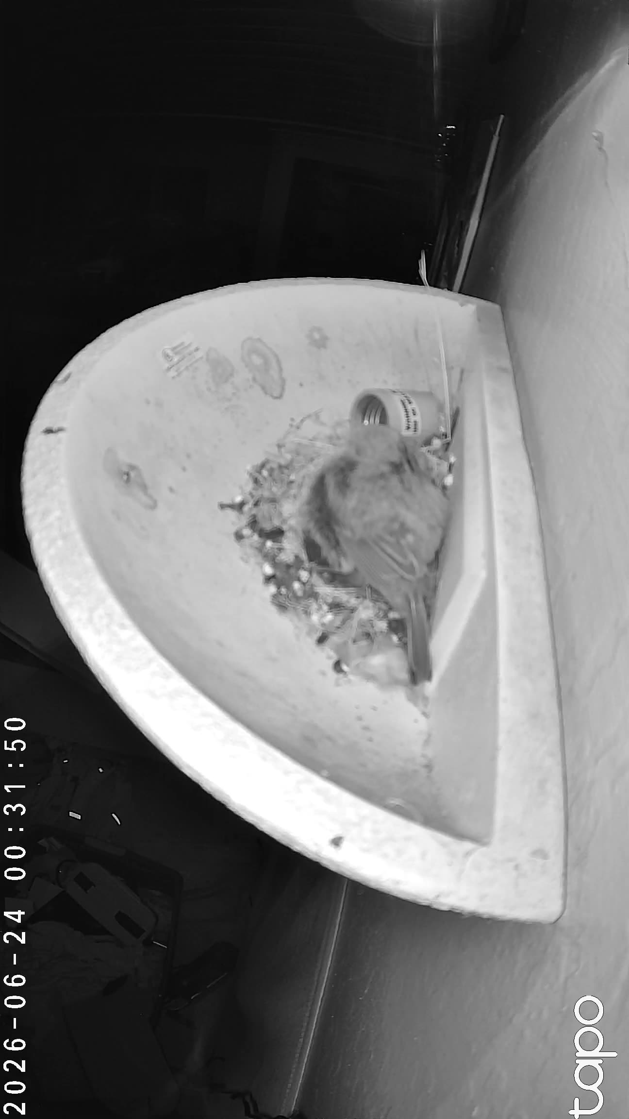 00:31 PT — chick visible