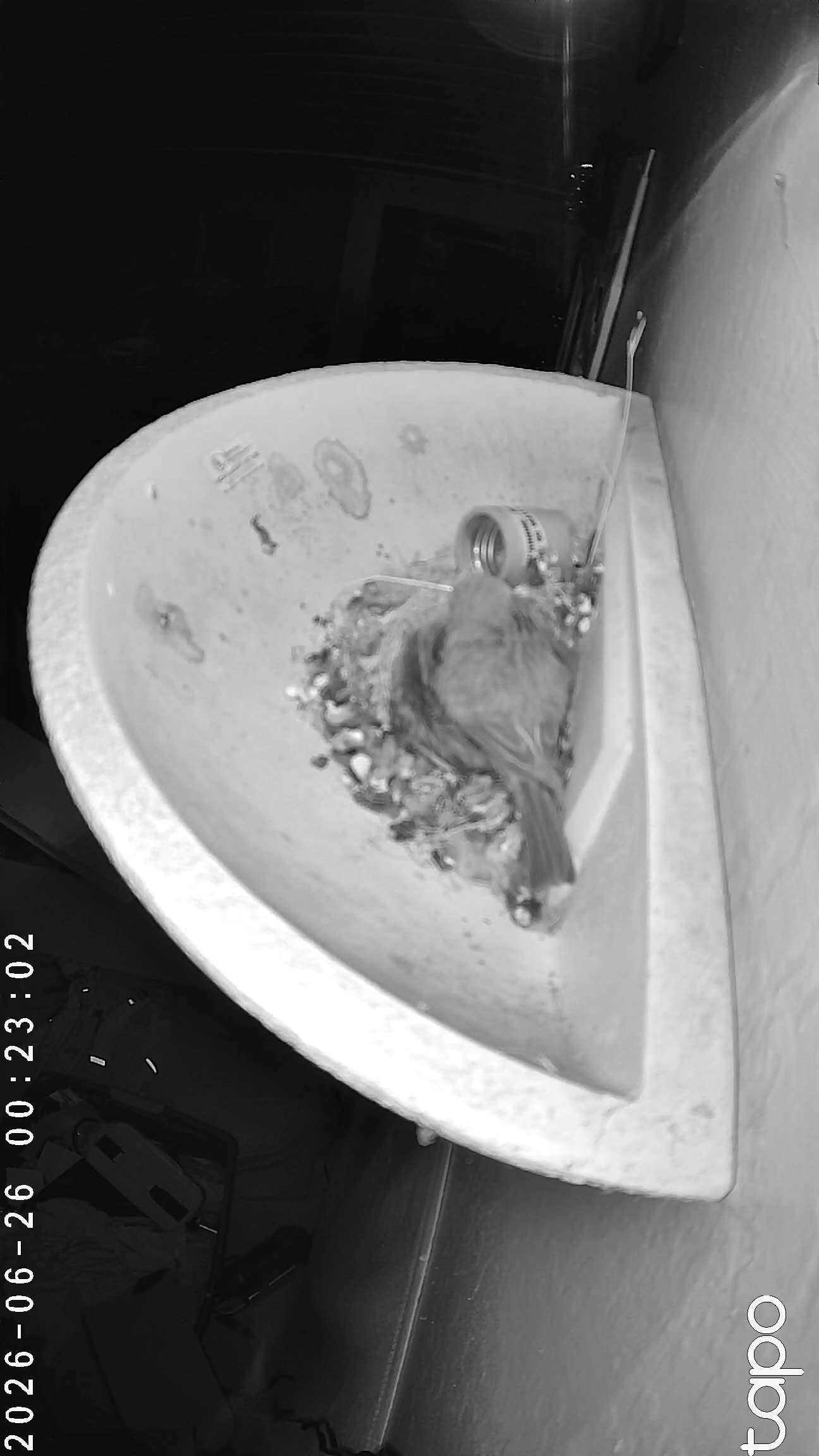 00:23 PT — adult at the cup