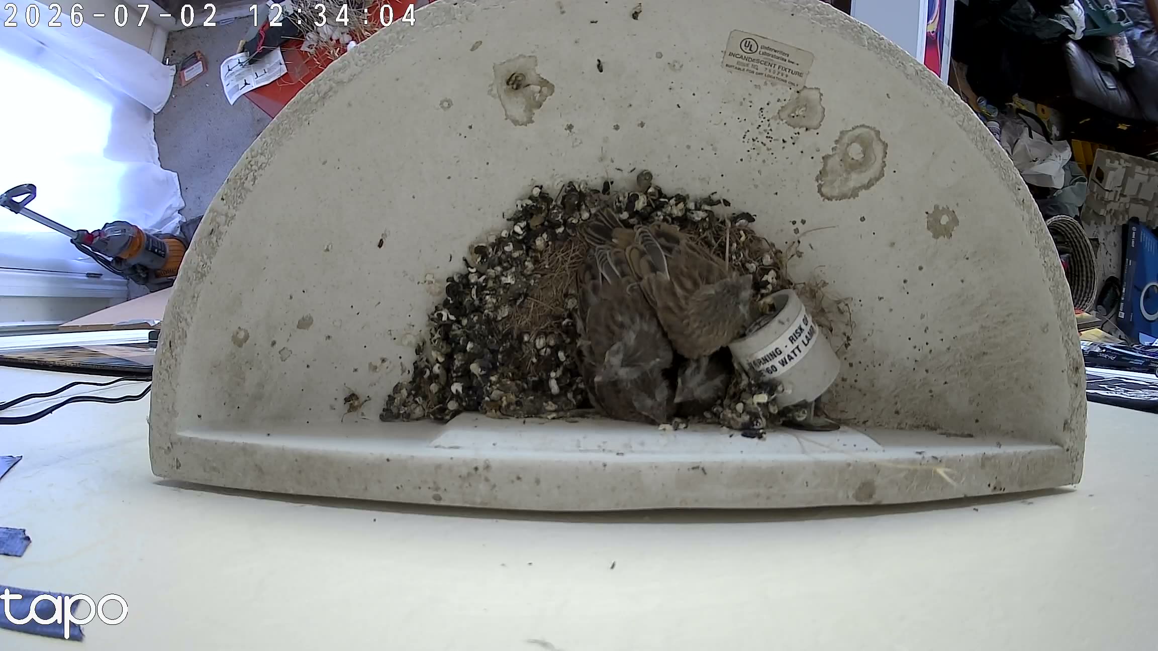 17:34 PT — overhead: chicks in the cup