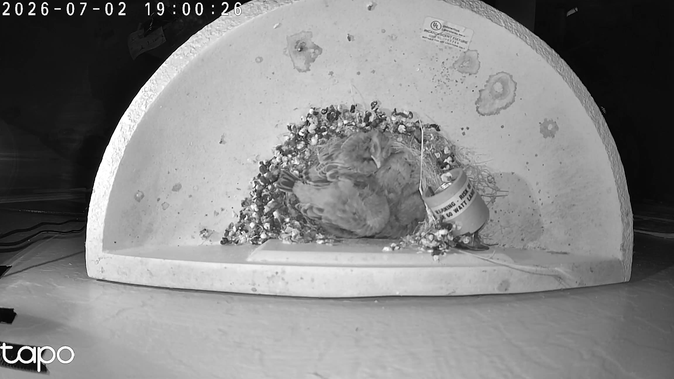 00:00 PT — overhead: chicks in the cup